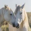 Carré / panneau en simili chevaux